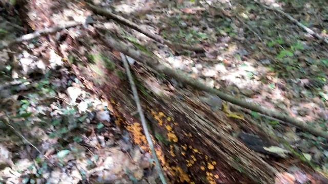 ? Finding Chicken of the Woods COW | Cooking | Laetiporus Sulphureus | Teach a Man to Fish смотреть онлайн