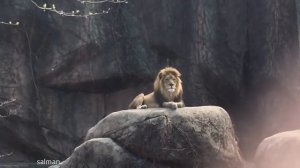 Рев львов / ТОП 10