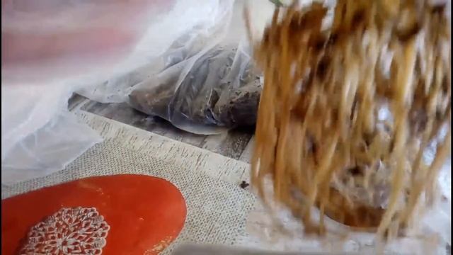 ОРХИДЕЯ БРАССИЯ - ПЕРЕСАДКА смотреть онлайн