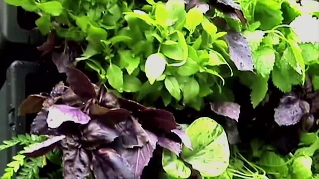 Первая выставка фитокартин. Аэрофитомодуль. смотреть онлайн