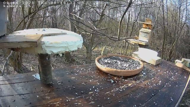 Трансляция с кормушек для птиц. 9.04.2020 года. город Калуга смотреть онлайн