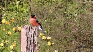 А весна пришла такая нежная Христианские песни про весну