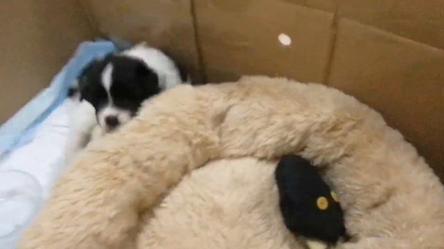Мой щенок Бэтти:3 смотреть онлайн