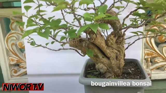 Bonsai Basic, New Material ( Bougainvillea Bonsai )