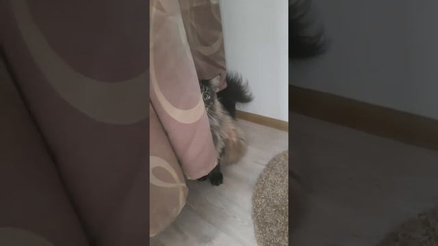 МЕЙН-КУН МАКСЮНЯ НЕРАВНОДУШЕН К ЗАНАВЕСКАМ🥰😻😹 смотреть онлайн