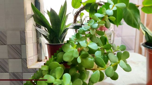 10 Indoor Plants || Easily Available || Least care || Episode-1 смотреть онлайн