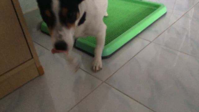 Мастер-класс: как заслужить прощение у хозяйки за 5 минут смотреть онлайн