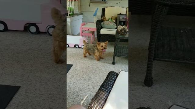 The bubble frenzy! смотреть онлайн