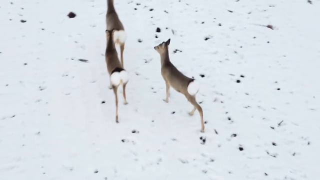 Фото охота на Касуль смотреть онлайн