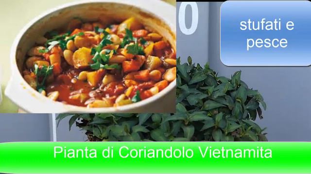 Coriandolo Vietnamita in vaso смотреть онлайн