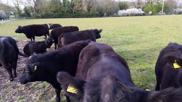 БРИТАНСКАЯ ПАРОДА МЯСНЫЕ КОРОВЫ(АНГУС) РАБОТА В АНГЛИИ.ГОВИ БРИТОНИЁ смотреть онлайн