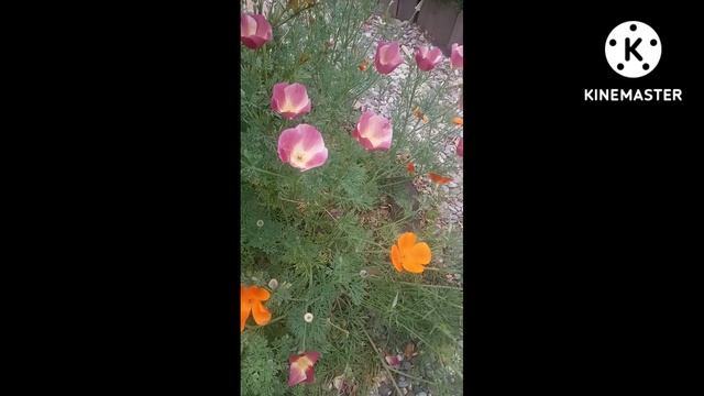 Эшольция. Калифорнийский мак. #Shorts смотреть онлайн