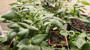 Почему гибнут розы Кордана из горшочков? Как сохранить и размножить