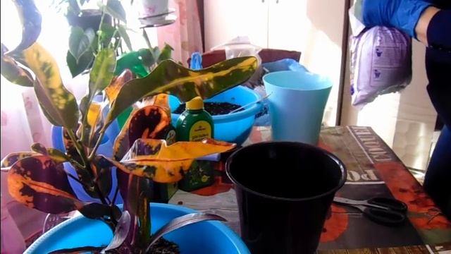 Кодеум(кротон) из магазина - пересадка, уход. смотреть онлайн
