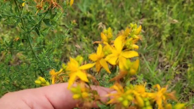 How to ID St Johns Wort // hypericum perforatum смотреть онлайн