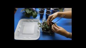 РАССАДА ГОДЕЦИИ ! ВЫРАЩИВАНИЕ В ДОМАШНИХ УСЛОВИЯХ!