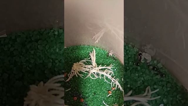 Чем кормить муравьев жнецов смотреть онлайн