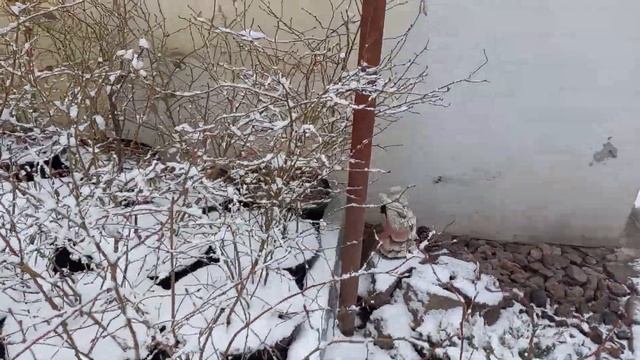 Если купили саженец зимой, как сохранить до посадки. смотреть онлайн