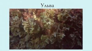 Водоросли, их разнообразие и значение в природе