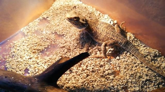 Домашний Дракон / Бородатая Агама / Ящерица Домашний Питомец / Смешные Животные смотреть онлайн