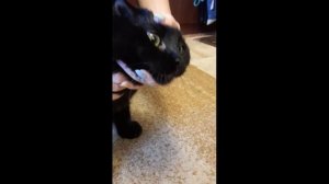 Как дать коту таблетку и напоить суспензией