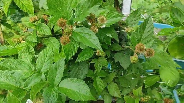 Карака Блэк обзорчик на 7 июля Великий Новгород смотреть онлайн