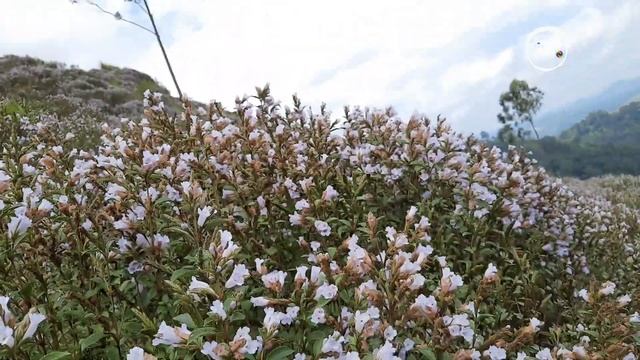 Neelakurinji Blooms; Strobilanthes kunthiana Plant & Flowers смотреть онлайн