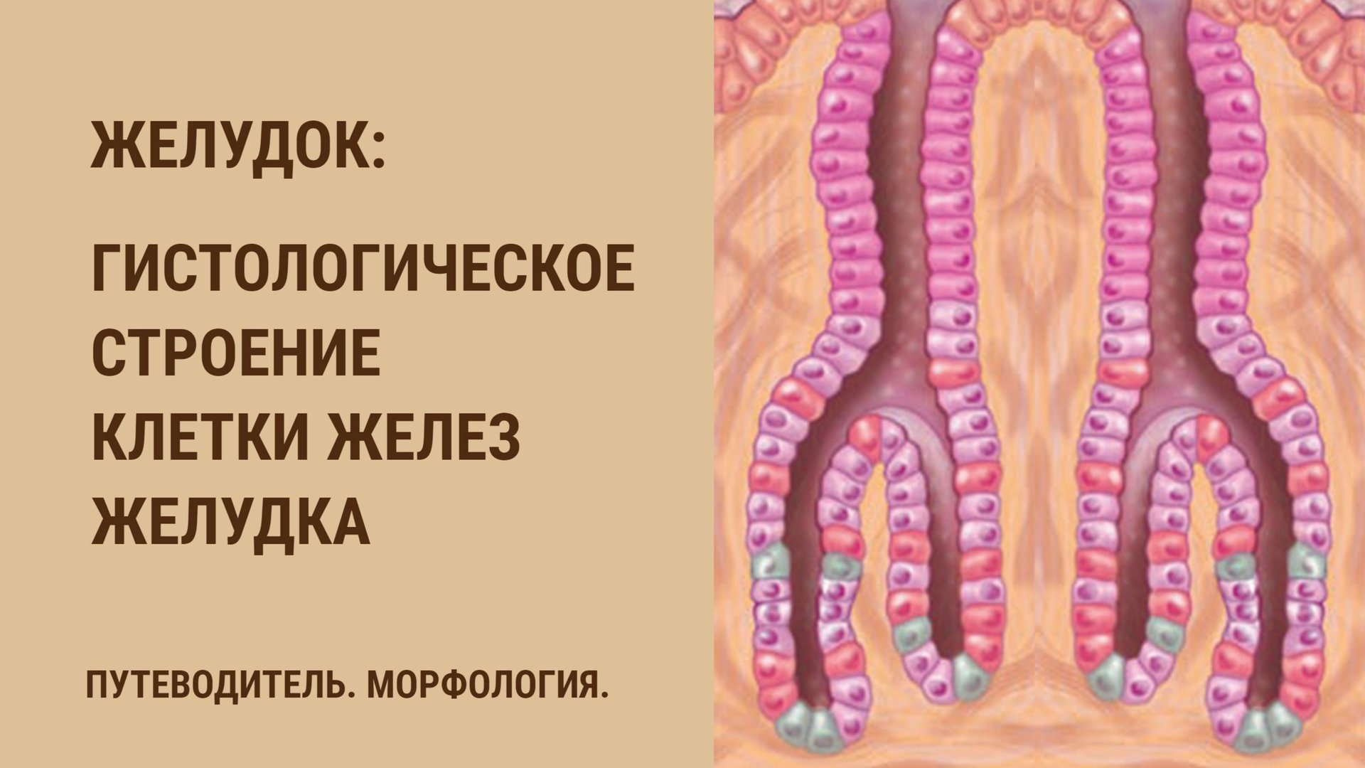 Желудок. Гистологическое строение. Клетки желез желудка смотреть онлайн