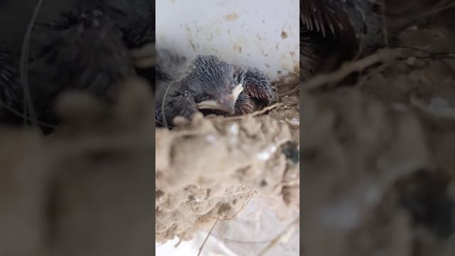 птенцы ласточек в гнезде смотреть онлайн