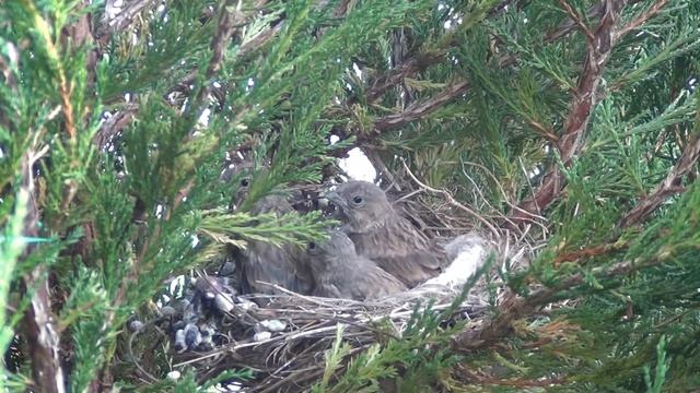 Выпускной вечер в гнезде коноплянок. смотреть онлайн