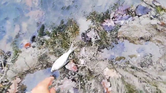 ловля плотвы на водохранилище осенью смотреть онлайн