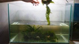 Содержание и разведение миноров