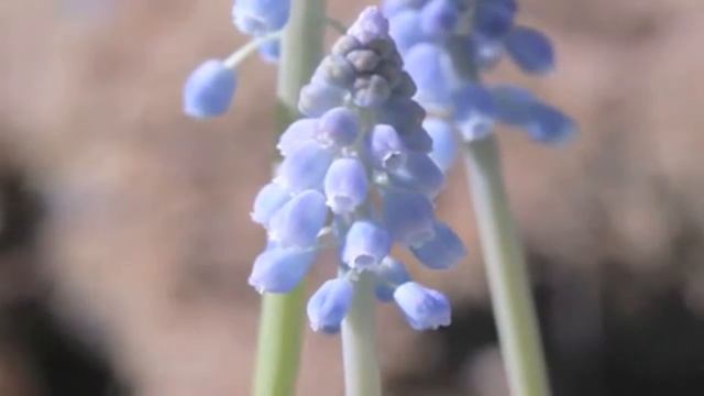 ПЕРВОЦВЕТ смотреть онлайн