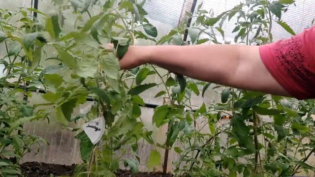 С чего начать формирование томатов? Первое удаление пасынков на индетах. смотреть онлайн