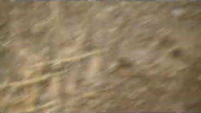 AKA SOREX PRO DETECTION SERVICES смотреть онлайн