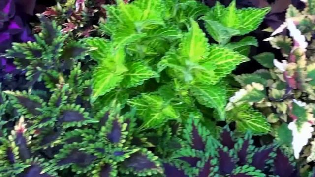 Колеусы (Coleus, Solenostemon) на даче Новомодного Г.В. в 2015 году смотреть онлайн