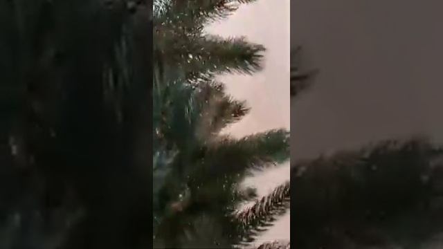 Ёлки искусственные литые, ПВХ, с шишками , заснеженные Ёлки . смотреть онлайн