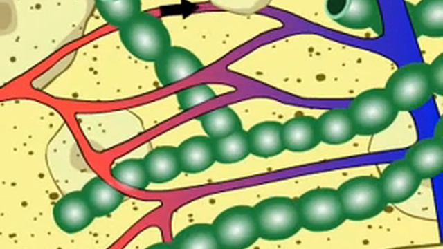 Функции лимфатической системы смотреть онлайн