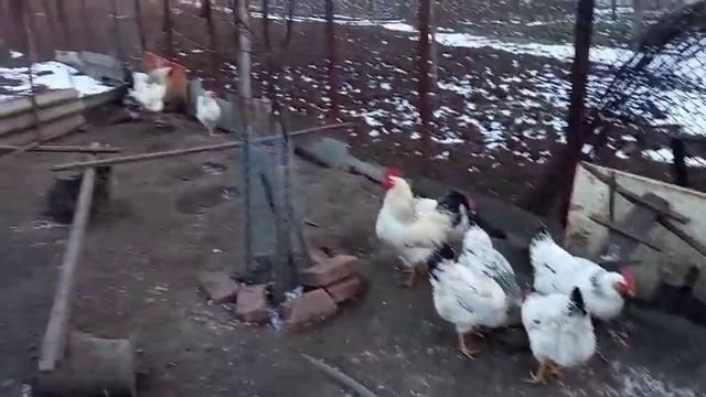 Впереди инкубация. Есть ли смысл оставлять старых кур? Мне нужна чистая порода Адлерская серебриста смотреть онлайн