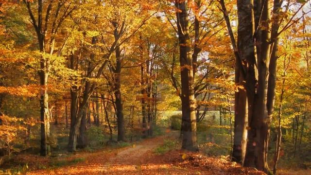 Осенние фантазии. Золотая Осень. смотреть онлайн