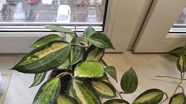 Хойя Hoya Macrophylla 'Pot Of Gold'.