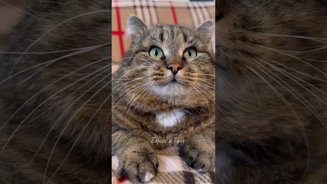 Почему кошки такие восхитительно-пленительно-невероятно-волшебно красивые? смотреть онлайн
