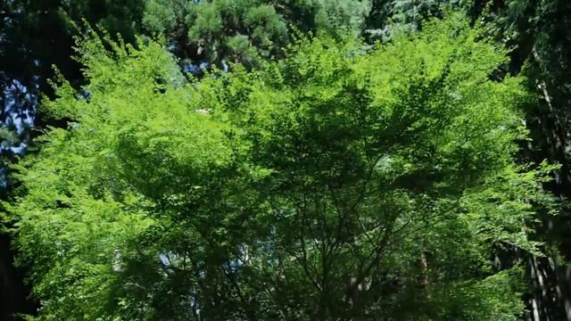 Canon EOS 6D Mark II 相機 廣告 [HD] смотреть онлайн