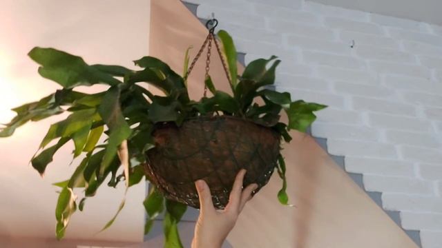 Цветочный Рум Тур часть 7