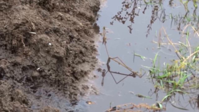 Экологическое бедствие. Большое село, Ярославская область. смотреть онлайн