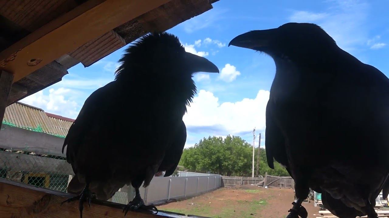 Проверка связи. смотреть онлайн