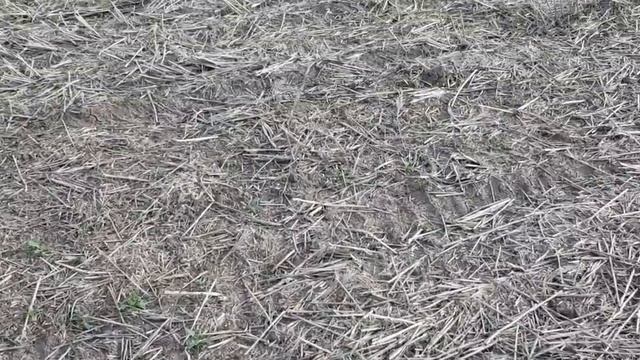 Выращивание горчицы.No-till 24.04.2019 Всходы горчицы смотреть онлайн