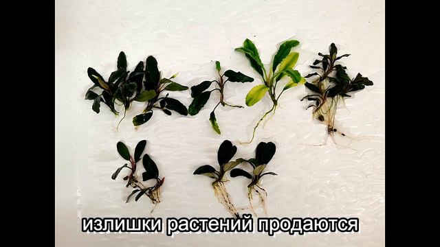 Теплица Борнео, 1 августа 2021 г смотреть онлайн