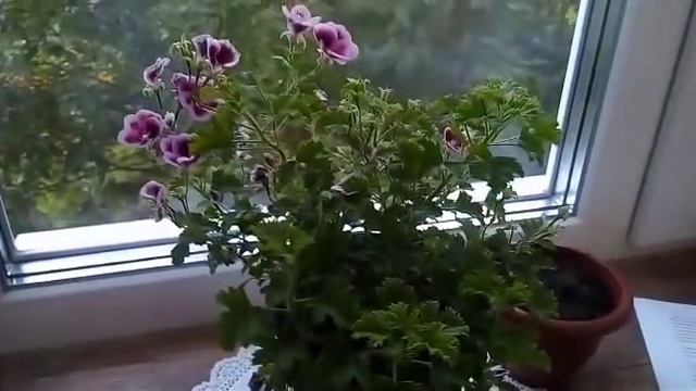 Чудо пеларгония "АНГЕЛЫ".Уход,обрезка,черенкование. смотреть онлайн