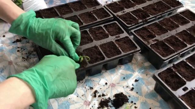 БРАХИКОМА.  ПИКИРОВКА БРАХИКОМЫ